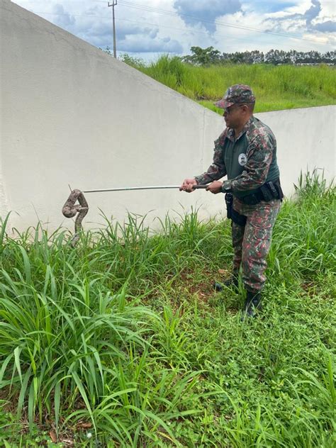 Pol Cia Militar Ambiental De S O Gabriel Do Oeste Captura Jiboia De