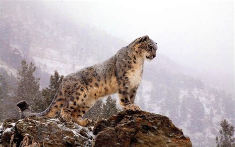 Wallpaper Animals Rock Sky Wildlife National Park Big Cats