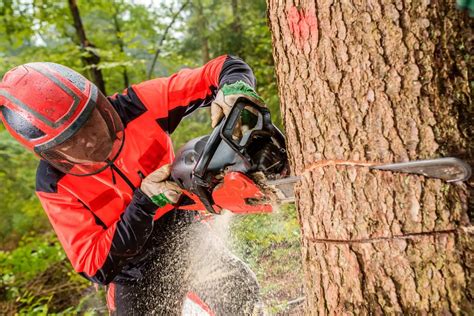 Environmental Benefits Of Tree Cutting Yes They Exist How To Do It Safely Enviromom