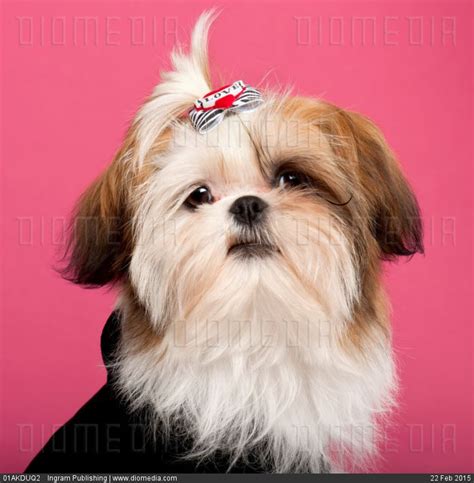 Stock Image Close Up Of Shih Tzu 5 Months Old In Front Of Pink