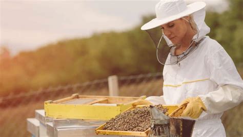 Un Mat Riel Apicole De Qualit La Cl De Succ S En Apiculture