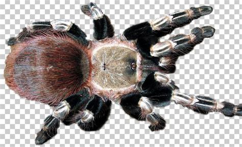 Tarantula Png Clipart Arachnid Arthropod Invertebrate Organism