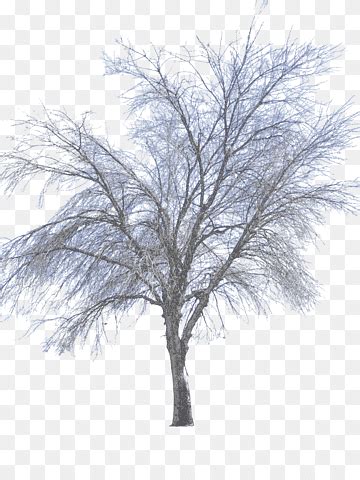 Snow Deposits Internet Snow Winter Hand Branch Png PNGWing