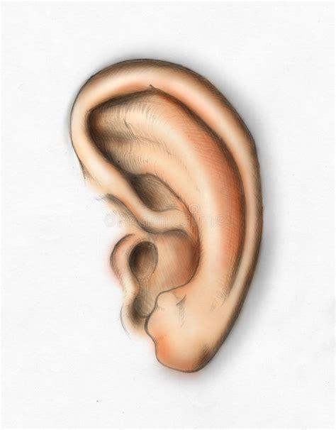 Human Ear Colored Stock Illustration Illustration Of Draw 7240785