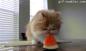 Cat Eating GIF - Find & Share on GIPHY