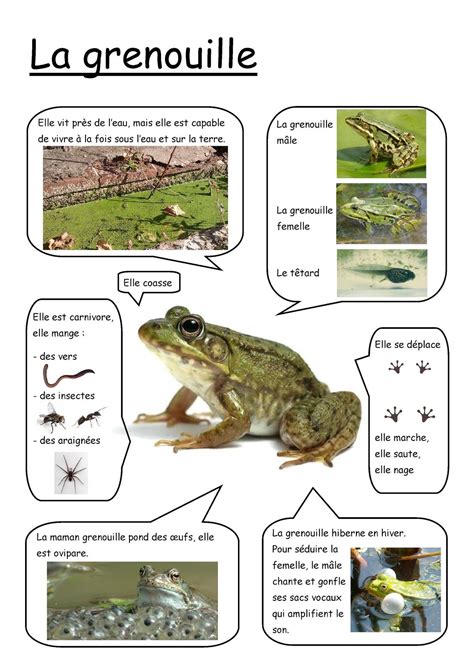 Le Cycle De La Grenouilles Une Expérience Zoologique Inoubliable