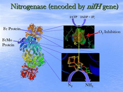 Ppt Nitrogen Fixation By Cyanobacteria Powerpoint Presentation Free