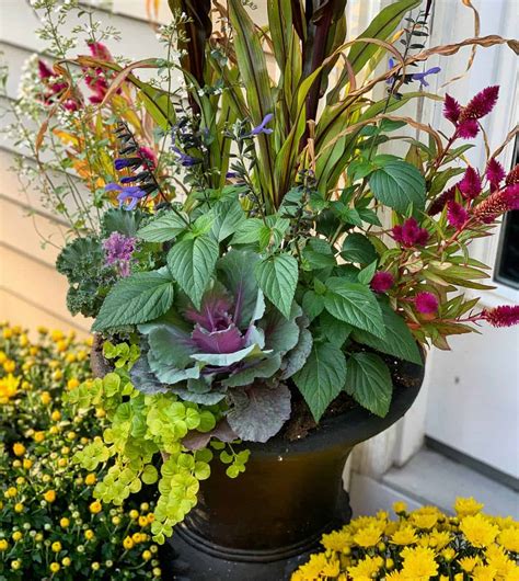 25 Easy-to-Find Autumn Flowers and Plants for Containers - Stacy Ling