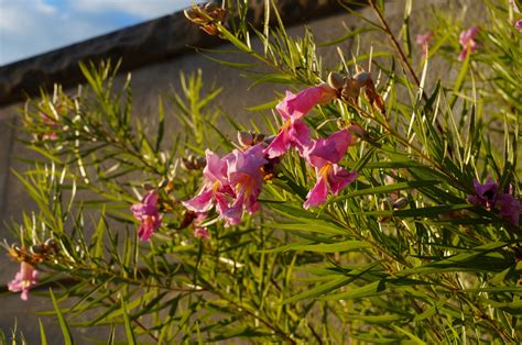 Photo #51042 | Chilopsis linearis | plant lust