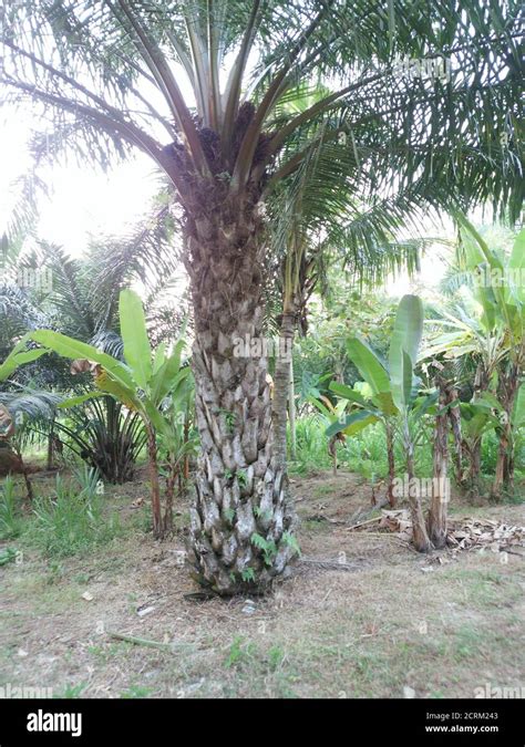 Vertical shot of babassu palm tree Stock Photo - Alamy