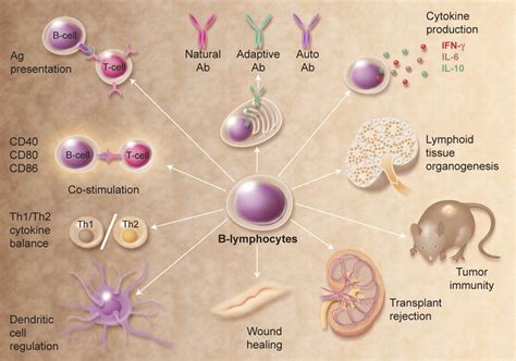 Lymphocytes Cell Diagram