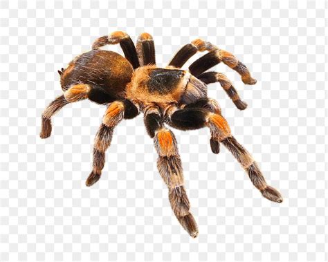 png mexican red kneed tarantula collage  png rawpixel