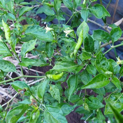 Green Chili Pepper Plant Stock Photo Image Of Nature 185107596