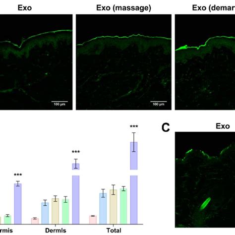 Origin And Characterization Of SHSs A Explants Of Marine Sponge