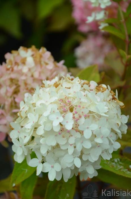 Hydrangea Paniculata Magical Sweet Summer Hortensja Bukietowa