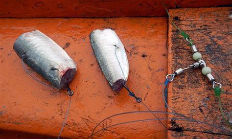 Soal Jawab Mancing Ikan Umpan Terbaik Mancing Di Laut Umpan