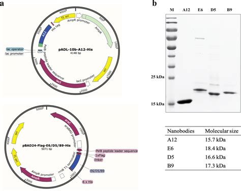 Expression And Purification Of Anti Gfp Vhhs A Schematic Diagram Of