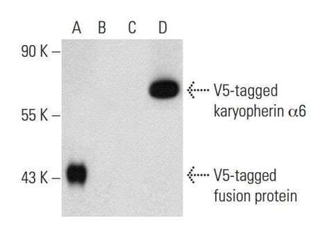 V5 Probe抗体 C 9 SCBT Santa Cruz Biotechnology