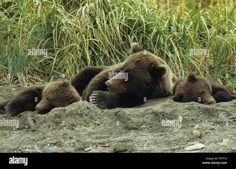 Bear cubs sleeping hi-res stock photography and images - Alamy