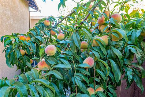 How To Grow Peach Trees In Containers Gardener’s Path