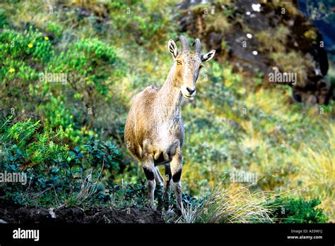 nilgiri tahr  eravikulam national park munnar kerala stock photo alamy