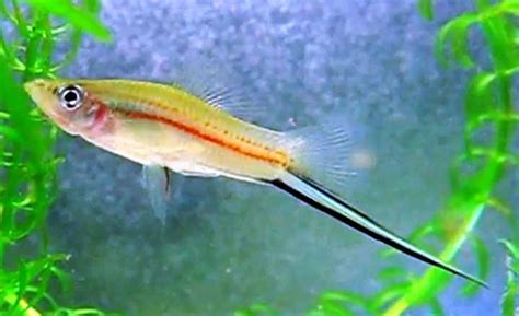 Green Swordtail or Common Swordtail (Xiphophorus helleri) | Tropical Fish Keeping