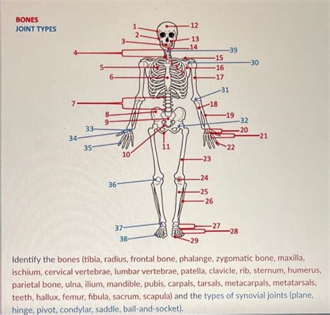 Solved Label The Bones And Synovial Joints Of The Body By Chegg