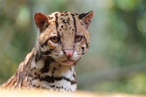 Cats Of The Amazon Rainforest Sa Vacations