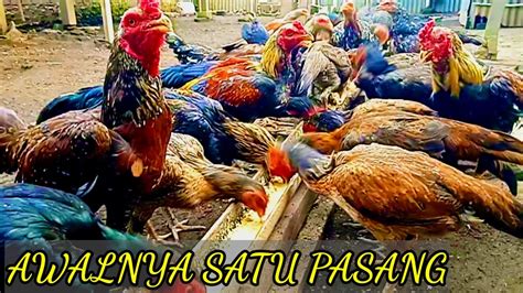 Tata Cara Memelihara Ayam Dari Menetas Hingga Panen Youtube