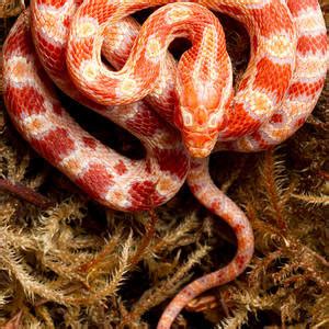 Corn Snake Pantherophis Guttatus Photograph By David Kenny Pixels