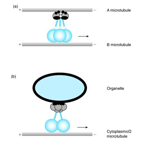 A generic model for the structure of dynein A simplified model of ...