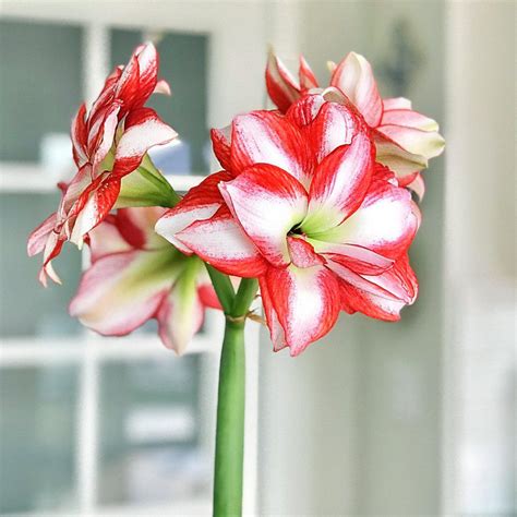 Double Amaryllis Bulbs Red And White Hippeastrum Fragrant Amaryllis