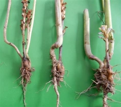 Pictorial view of (a) haustoria formation by Orobanche with mustard ...