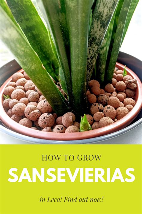 How To Grow Sansevierias In Leca Sansevierias Suculentas Plantas