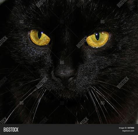 Black Cat Yellow Eyes Image & Photo (Free Trial) | Bigstock