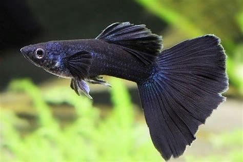 Different Types Of Guppies With Pics A Complete Guide