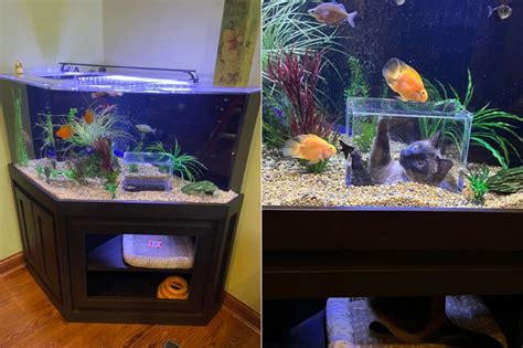 Customized Aquarium With Observation Window for a Cat to Watch Fishes