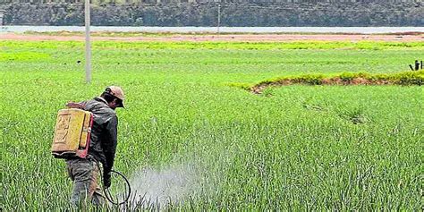 Uso De Pesticidas En El Interior Uso De Pesticidas Y Otros Químicos En Sus Plantas De Interior