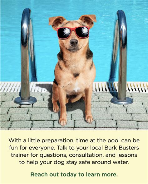 Pool Safety For Dogs Home Dog Training Fort Myers