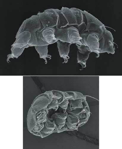 Tardigrade Anatomy