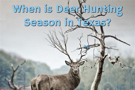 When is Deer Hunting Season in Texas? | Texas Deer Hunting Season