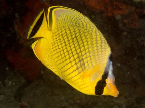 Latticed butterflyfish - Facts, Diet, Habitat & Pictures on Animalia.bio