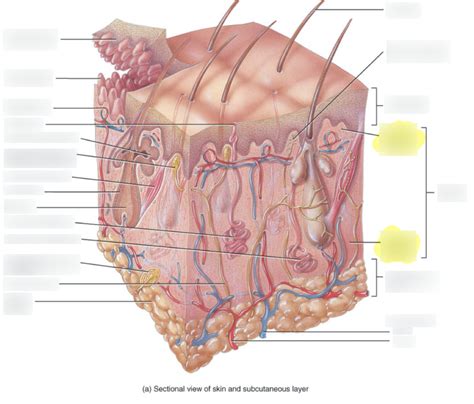 A P Integumentary Skin Subcutaneous Layer Diagram Quizlet