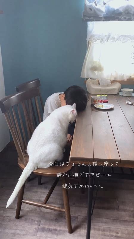 お兄ちゃんになでてほしいニャンコ、“静かなるアピール”として始めたのは 胸がギュッとなる姿に「ハアかわいい」 L