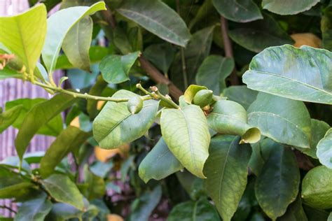 Para qué sirven las hojas del limonero Huerto en casa