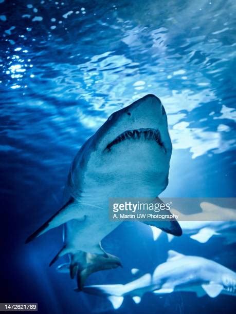 234 Tiger Shark Teeth Stock Photos, High-Res Pictures, and Images - Getty Images