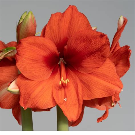 Amaryllis Bulbs Dutch Flower Bulbs At Wholesale Prices Colorblends®