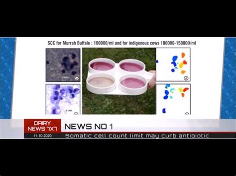 Will FSSAi Set Somatic Cell Count In Milk To Control Antibiotic Residue