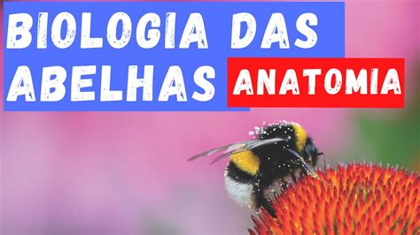 Biologia Das Abelhas 01 Anatomia Youtube