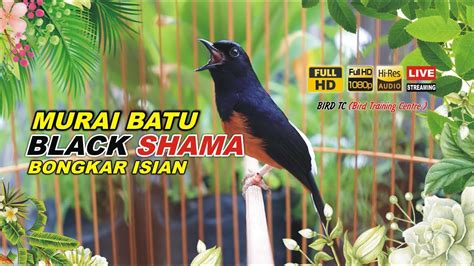 Pancingan Pagi Hari MURAI BLACK SHAMA 98 AMPUH Buat Pancingan Murai